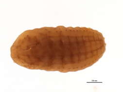 Image of Pine mealybug