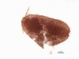 Image of Spilococcus