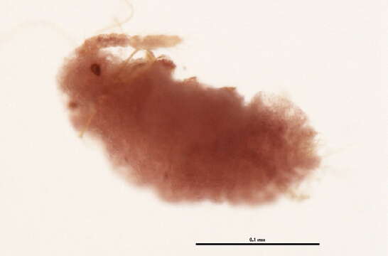 Image of Spilococcus