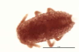 Image of Spilococcus