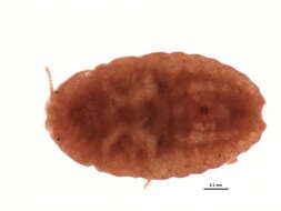 Image of Crisicoccus matsumotoi (Siraiwa 1935)