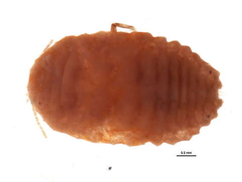 Слика од Pseudococcus comstocki (Kuwana 1902)