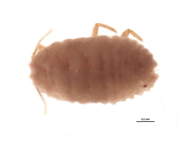 Слика од Pseudococcus comstocki (Kuwana 1902)