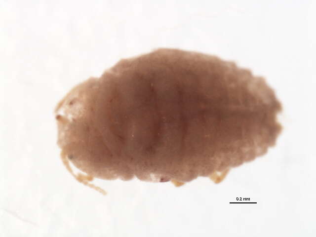 Слика од Pseudococcus comstocki (Kuwana 1902)