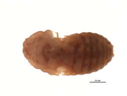 Image of Planococcus kraunhiae (Kuwana 1902)