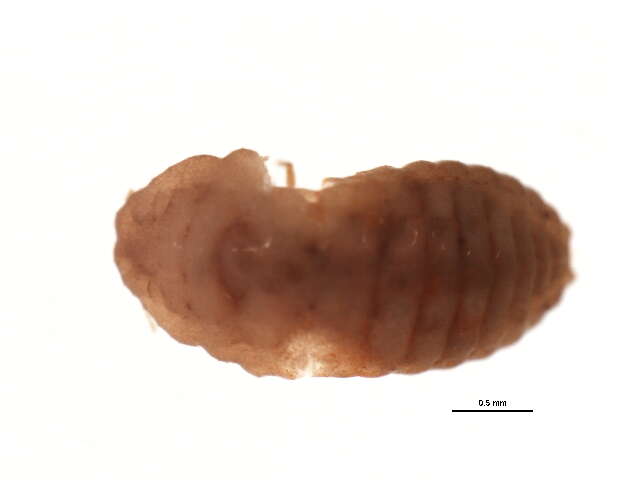 Image of Planococcus kraunhiae (Kuwana 1902)