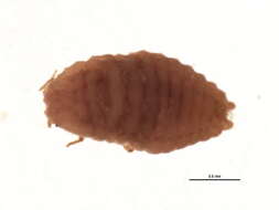 Image of Planococcus kraunhiae (Kuwana 1902)