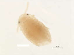 صورة Phenacoccus avenae Borchsenius 1949