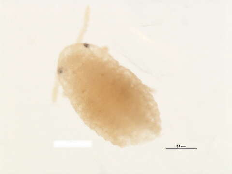 Image of Phenacoccus avenae Borchsenius 1949