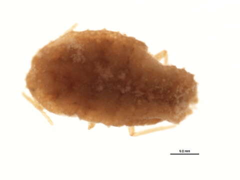 Image of Citrus mealybug