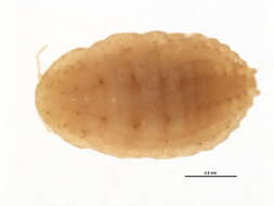 Image of Mealybug