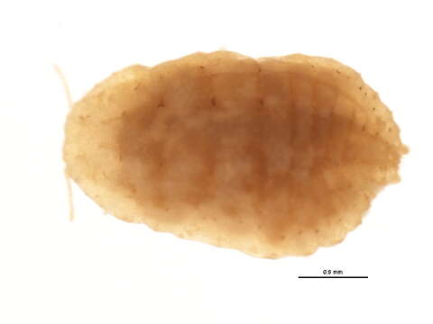 صورة Planococcus minor (Maskell 1897)