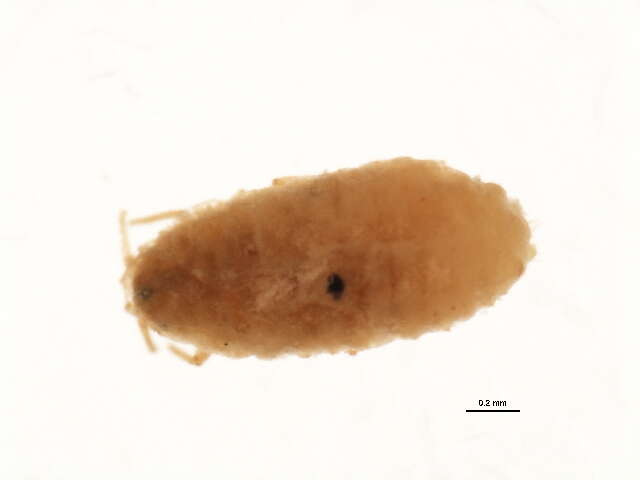 Image of Mealybug