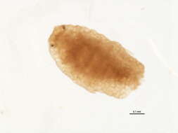 Image de Planococcus citri (Risso 1813)