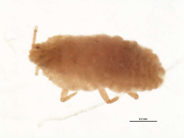 Image of Mealybug