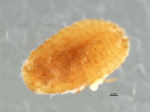 Image of Mealybug