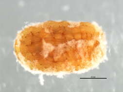 Image of Mealybug