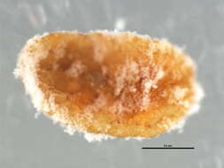 Image of Mealybug