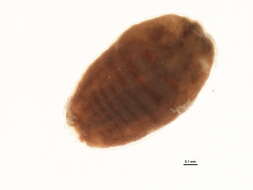 Слика од Phenacoccus aceris (Signoret 1875)