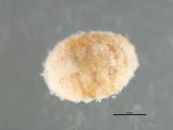 Image of Mealybug