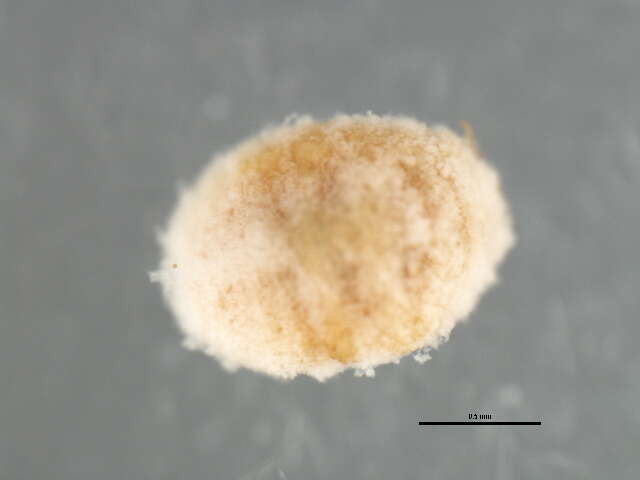 Image of Mealybug