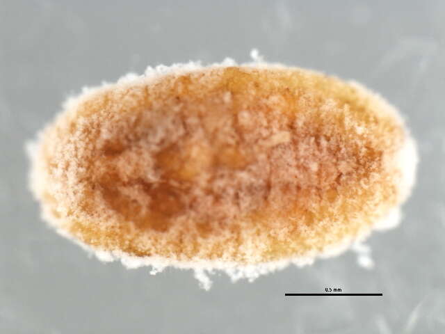 Image of Mealybug