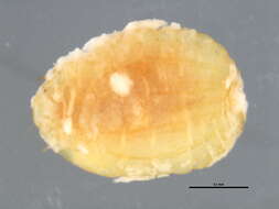 Image of Dysmicoccus