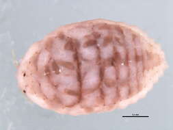 Image of Mealybug