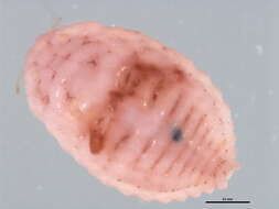 Image of Mealybug