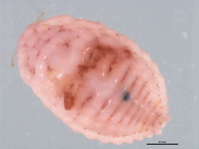 Image de Planococcus lilacinus (Cockerell 1905)