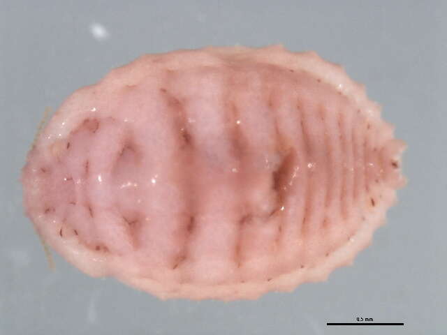 Image de Planococcus lilacinus (Cockerell 1905)