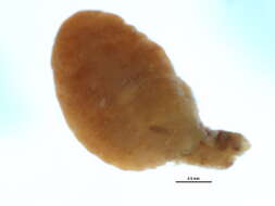 Image of Dysmicoccus