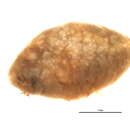 Image of Mealybug