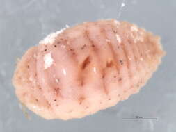 Image de Planococcus lilacinus (Cockerell 1905)