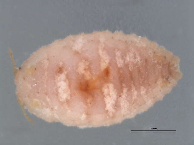 Image of Mealybug