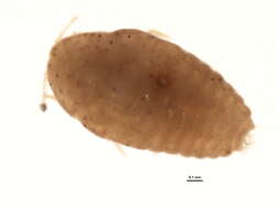 Image of Maconellicoccus