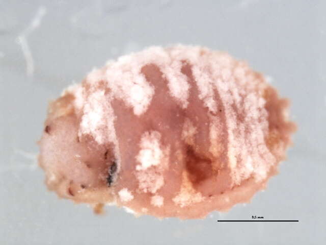 Image de Planococcus lilacinus (Cockerell 1905)