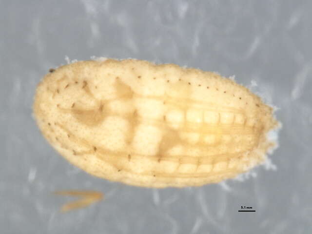 صورة Phenacoccus solani Ferris 1918