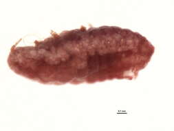 Image of Scarlet mealybug