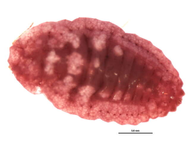 Plancia ëd Pseudococcus calceolariae (Maskell 1879)