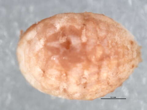 Image of Mealybug