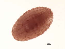 Image of Scarlet mealybug