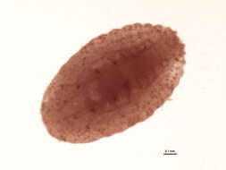 Plancia ëd Pseudococcus calceolariae (Maskell 1879)