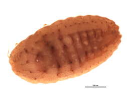 Plancia ëd Pseudococcus calceolariae (Maskell 1879)