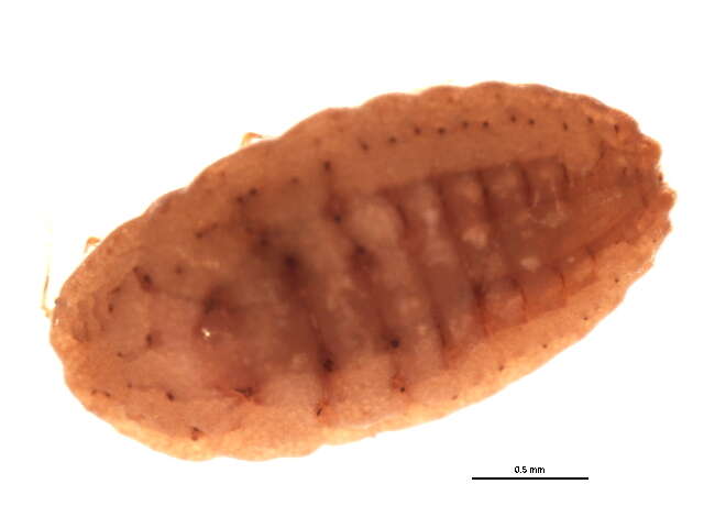 Plancia ëd Pseudococcus calceolariae (Maskell 1879)