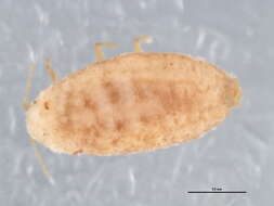 Image of Mealybug