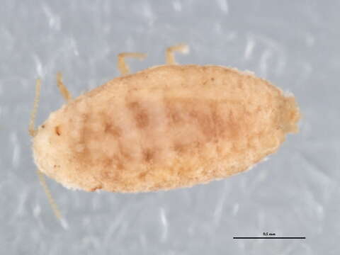 Image of Mealybug