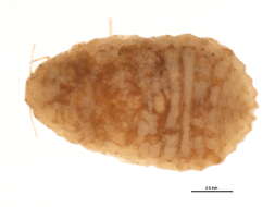 Image of Mealybug