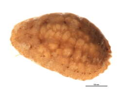 Image of Planococcus