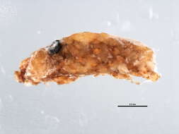 Image of Mealybug